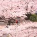 東北の桜を見にゴールデンウイークに行くなら？温泉や祭りも堪能しよう♪