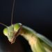 カメムシを食べ物にする天敵はカエルやカマキリ？かの生物農薬も！