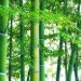 竹の子の孟宗竹と破竹と真竹の違いは？特徴や強度と見分け方