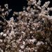 上野公園のお花見を夜桜で！場所取りや屋台は？女子会で堪能！