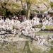 代々木公園でのお花見　場所取りは平日でも必要？時間は？